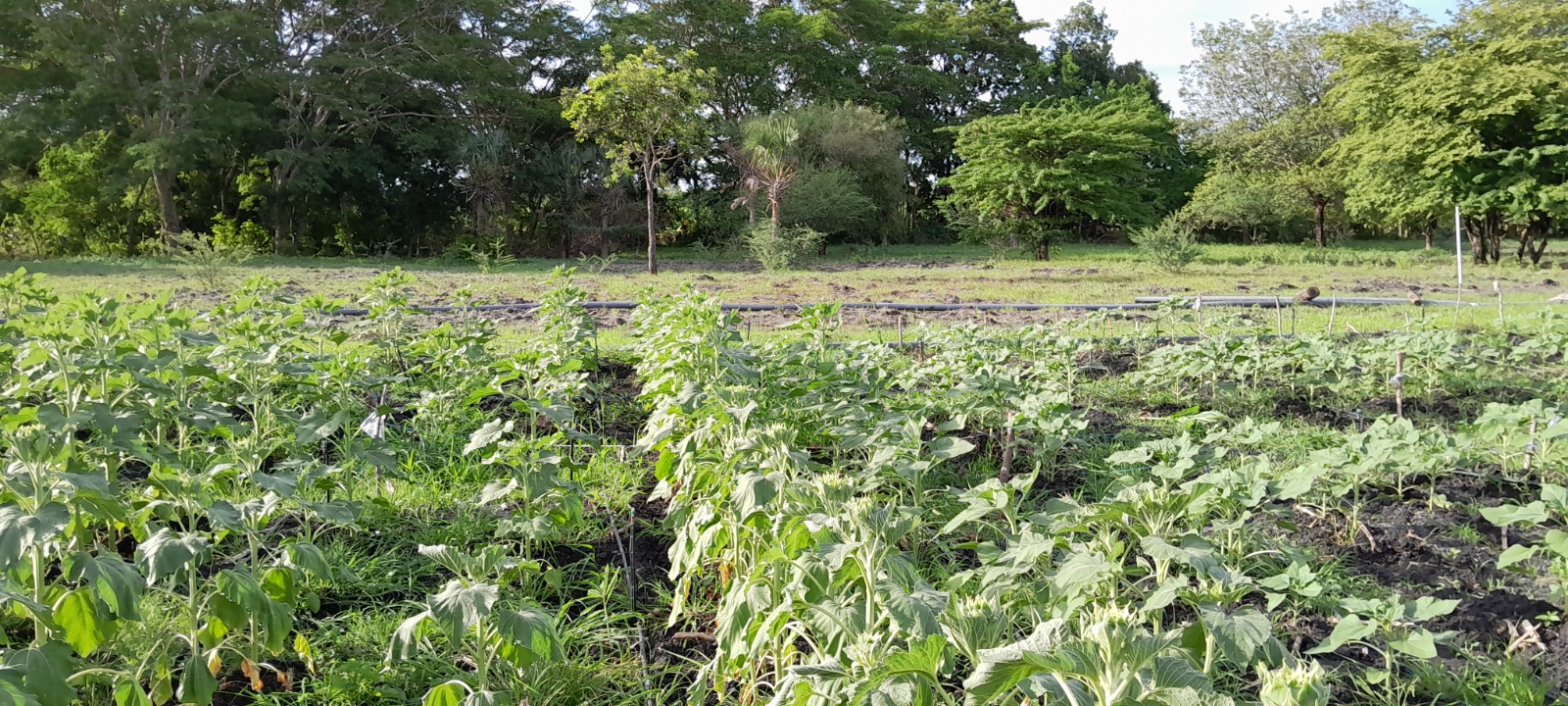 Proyecto Jalapa foto 1